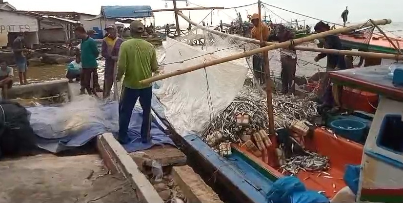 Panen Ikan Cekong