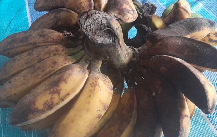 Pisang Kepok