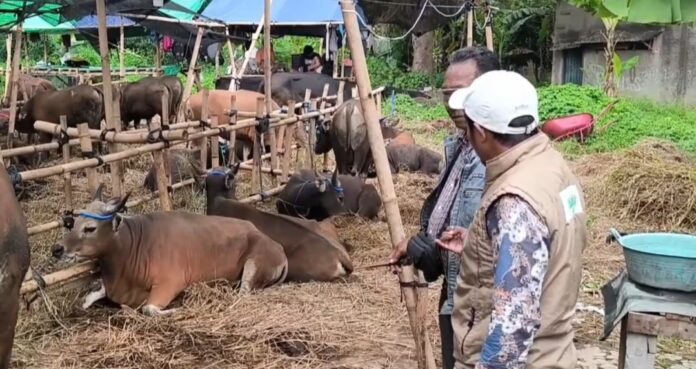 Sapi Kurban Tangerang