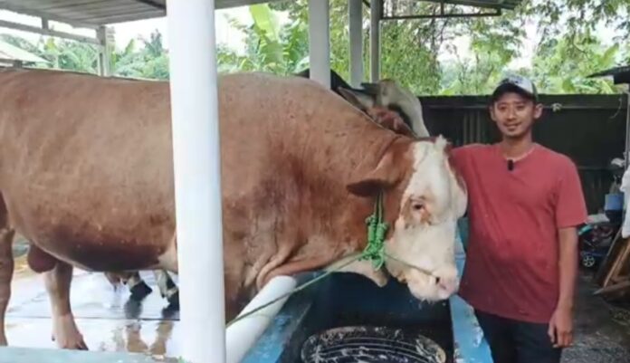Sapi Kurban Presiden Prabowo Subianto