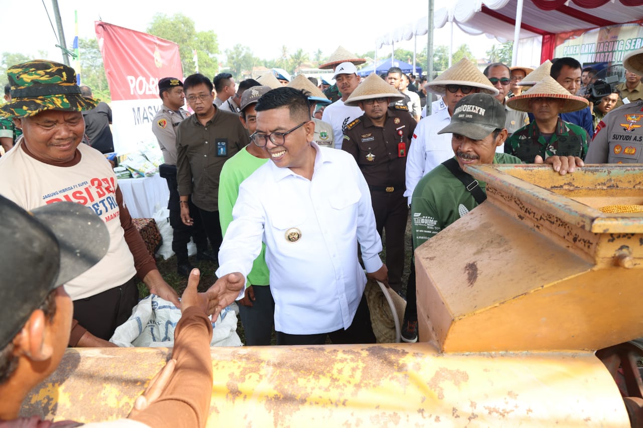 Panen Jagung