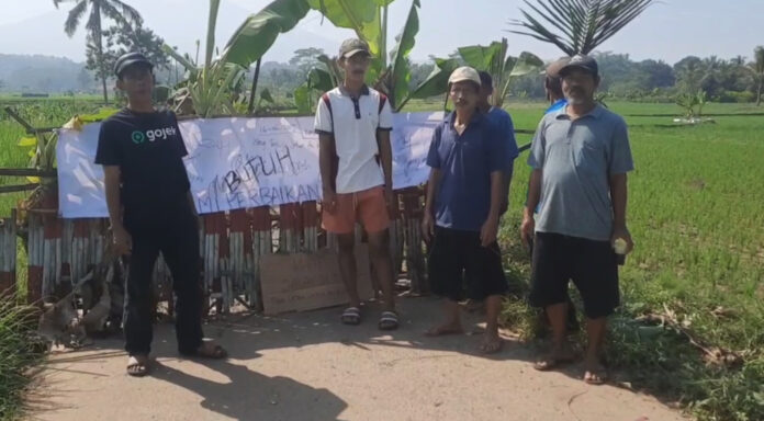 Tanam Pohon Pisang di Jalan Rusak