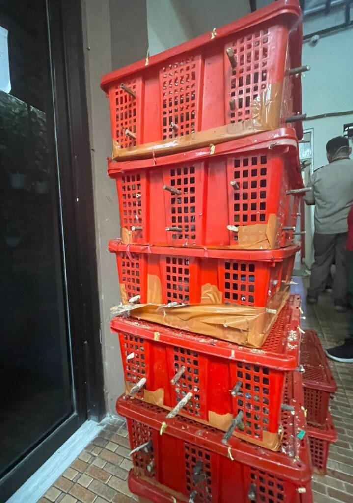 Penyelundupan Burung