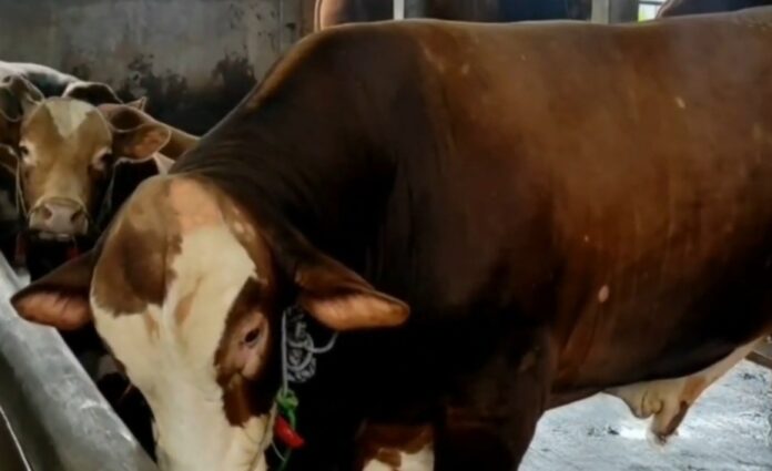 Sapi Kurban Presiden