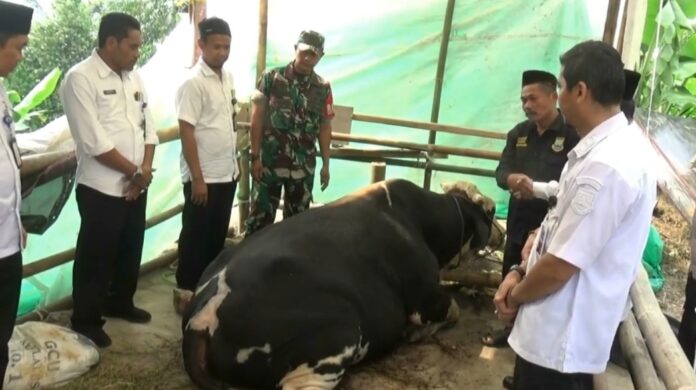 Sapi Kurban Prabowo