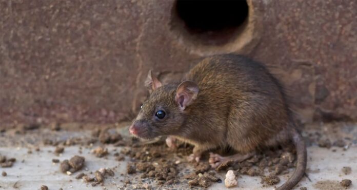 Tikus
