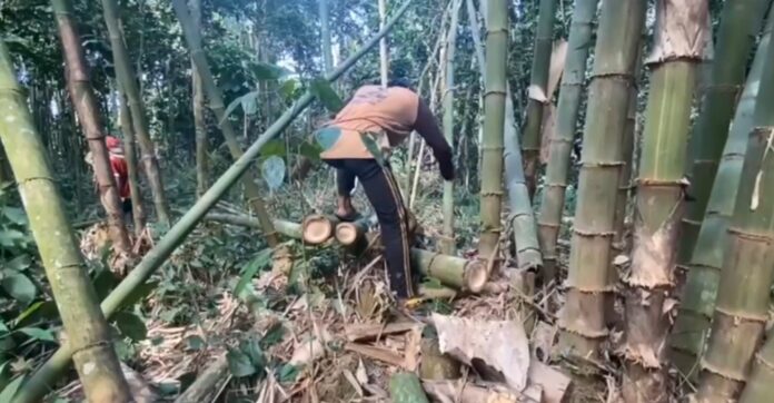 Penebangan Bambu