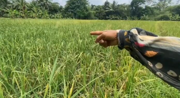 Serangan Hama Tikus