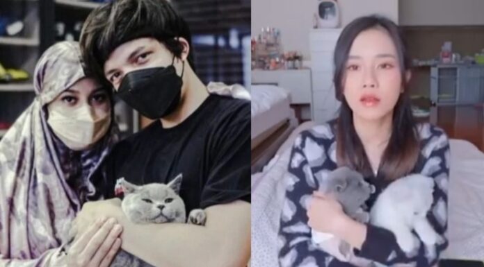 Kucing artis