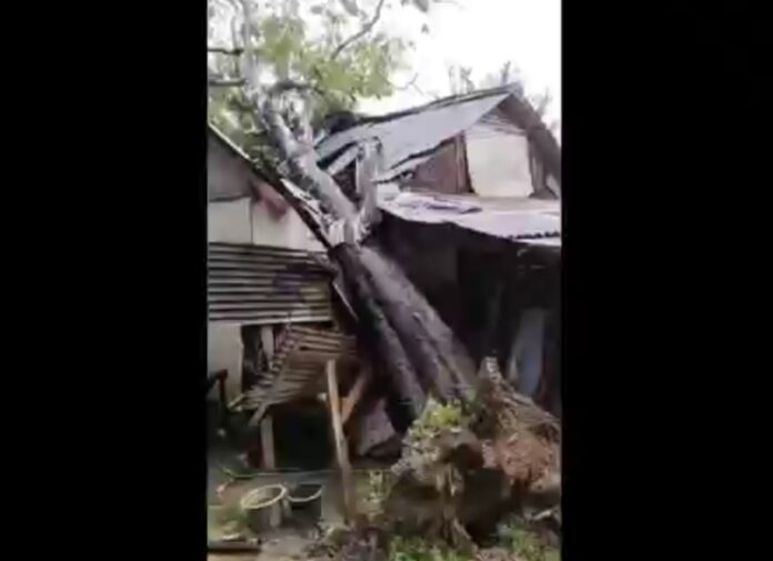 Rumah timpa Pohon