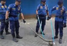 Tak Kenal WFH! Damkar Cilegon Tetap Bertugas 24 Jam, Siap Padamkan Api dan Tangkap Ular Damkar Cilegon