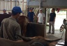 Jelang Idul Adha 2026, Peternak Sapi di Pandeglang Kebanjiran Pesanan Hewan Qurban
