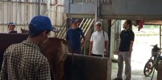 Jelang Idul Adha 2026, Peternak Sapi di Pandeglang Kebanjiran Pesanan Hewan Qurban
