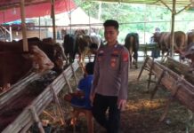 Viral! Polisi di Cilegon Banting Setir Jadi Penjual Hewan Kurban, Raup Berkah Jelang Iduladha Polisi Qurban