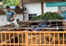 Pengiriman Hewan Kurban dari Sumatera ke Jawa Meningkat, Karantina Merak Perketat Pengawasan Karantina Merak