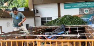 Pengiriman Hewan Kurban dari Sumatera ke Jawa Meningkat, Karantina Merak Perketat Pengawasan Karantina Merak