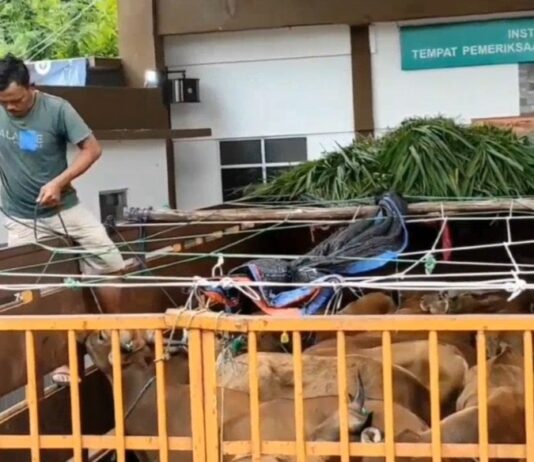 Pengiriman Hewan Kurban dari Sumatera ke Jawa Meningkat, Karantina Merak Perketat Pengawasan Karantina Merak
