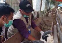 Cegah PMK Jelang Idul Adha, Pemeriksaan Hewan Kurban di Pandeglang Diperketat Pemeriksaan Hewan Kurban
