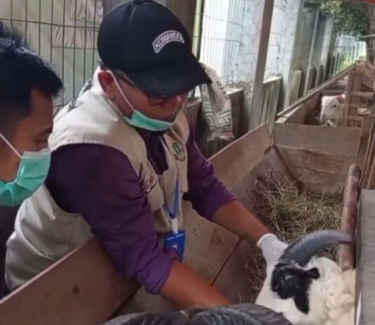 Cegah PMK Jelang Idul Adha, Pemeriksaan Hewan Kurban di Pandeglang Diperketat Pemeriksaan Hewan Kurban