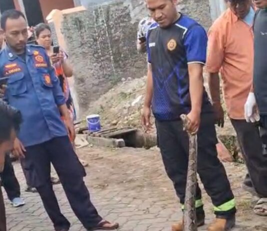 Ular Sanca Gegerkan Warga Perum BPI Cilegon, Tim Rescue Bergerak Cepat Evakuasi Evakuasi Ular