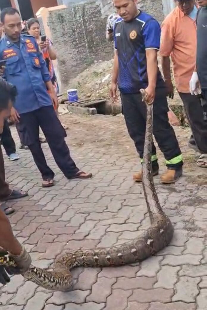 Evakuasi Ular