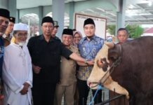Sapi Kurban Presiden RI untuk Cilegon Tembus 1,1 Ton, Robinsar: Akan Dibagikan untuk Warga Robinsar