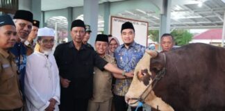 Sapi Kurban Presiden RI untuk Cilegon Tembus 1,1 Ton, Robinsar: Akan Dibagikan untuk Warga Robinsar