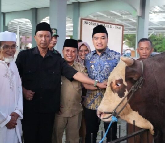 Sapi Kurban Presiden RI untuk Cilegon Tembus 1,1 Ton, Robinsar: Akan Dibagikan untuk Warga Robinsar