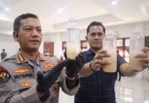 Polres Cilegon Gagalkan Penyelundupan 50 Ribu Benih Lobster di Merak, Negara Selamatkan Rp7,5 Miliar Kabid Humas Polda Banten Kombes Pol. Maruli Ahiles Hutapea