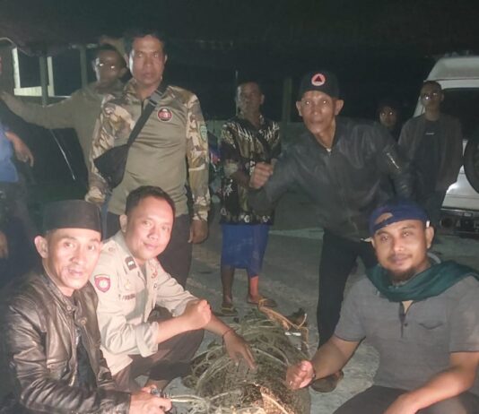 Bikin Cemas! Buaya Muara Muncul di Pantai Pasir Putih Cihara Lebak, Langsung Dievakuasi Buaya Muara