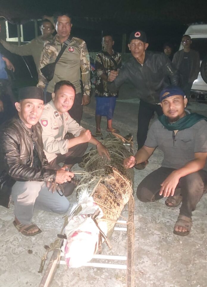 Buaya Muara