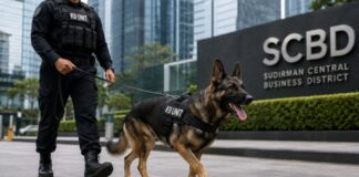 Gaji Anjing K9 di SCBD Tembus Belasan Juta, Kok Bisa Lebih Tinggi dari UMR? Ilustrasi K9