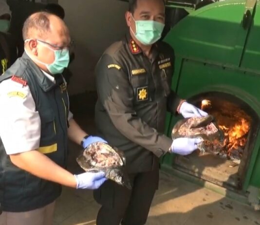 3 Ton Daging Celeng dan 600 Kg Labi-Labi Ilegal Dimusnahkan di Cilegon Daging Celeng
