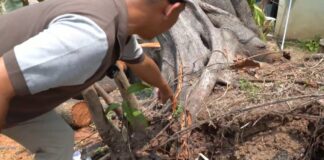Pohon Ketapang Laut Tumbang di Taman Layak Anak Cilegon, Nyaris Timpa Pengunjung Pohon Tumbang