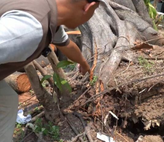 Pohon Ketapang Laut Tumbang di Taman Layak Anak Cilegon, Nyaris Timpa Pengunjung Pohon Tumbang