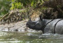 Ujung Kulon Masuk 10 Besar Wisata Satwa Liar Dunia, Badak Jawa Jadi Daya Tarik Utama Badak Jawa