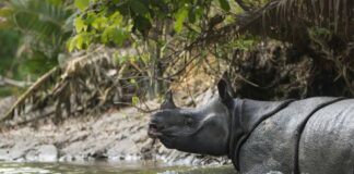 Ujung Kulon Masuk 10 Besar Wisata Satwa Liar Dunia, Badak Jawa Jadi Daya Tarik Utama Badak Jawa