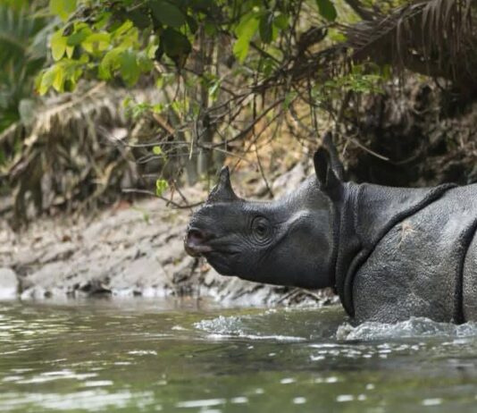 Ujung Kulon Masuk 10 Besar Wisata Satwa Liar Dunia, Badak Jawa Jadi Daya Tarik Utama Badak Jawa