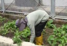 Lahan Kosong Lapas Cilegon Disulap Jadi Kebun Sayur dan Peternakan Warga Binaan