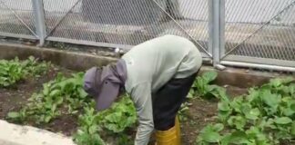 Lahan Kosong Lapas Cilegon Disulap Jadi Kebun Sayur dan Peternakan Warga Binaan