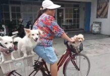 Bukan Cuma Anak-anak, 3 Anjing Ini Bikin Warga Cilegon Gemas Saat Diajak Naik Sepeda Anjing Lucu