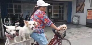 Bukan Cuma Anak-anak, 3 Anjing Ini Bikin Warga Cilegon Gemas Saat Diajak Naik Sepeda Anjing Lucu