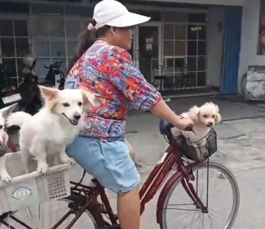 Bukan Cuma Anak-anak, 3 Anjing Ini Bikin Warga Cilegon Gemas Saat Diajak Naik Sepeda Anjing Lucu