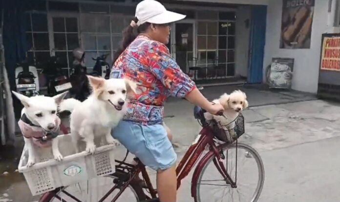 Anjing Lucu
